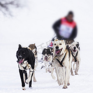 参加速度赛的雪橇犬