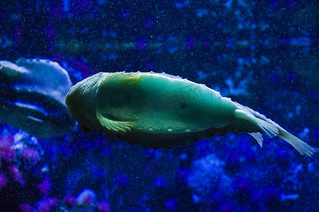 自负的摄影照片_水族馆里自负的鱼，鱼的特写肖像。