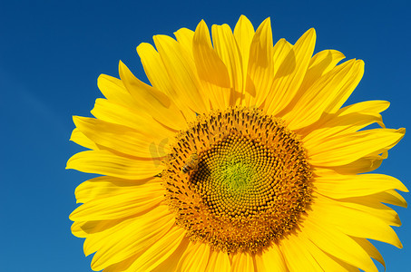 天空深蓝摄影照片_向日葵与蜜蜂在深蓝的天空下