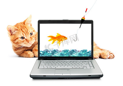 金鱼，猫，笔记本电脑