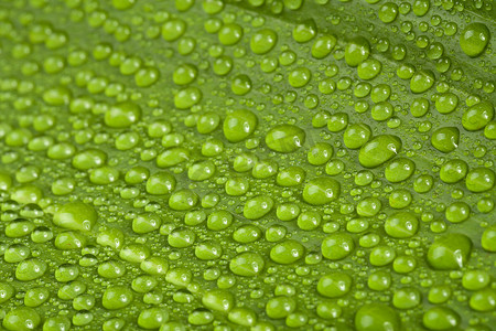 绿色植物叶子上的水滴