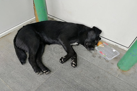一只黑色的流浪狗在睡觉。