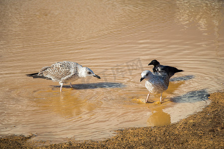 泥水摄影照片_泥水地上的海鸥