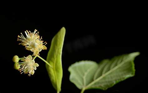 菩提树的花