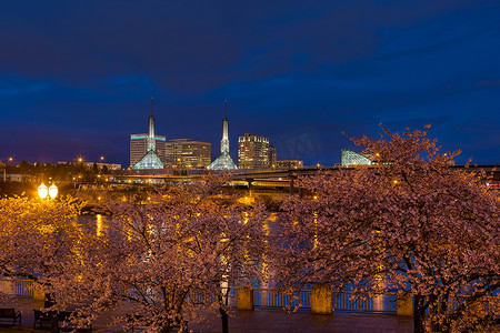 粉色的樱花树摄影照片_蓝色时段波特兰海滨的樱花树