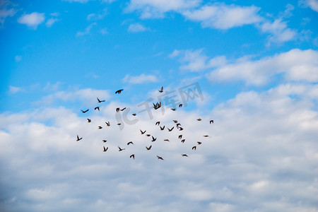 成群的鸟儿在天空飞翔