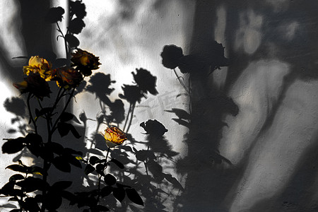 墙上的影子摄影照片_墙上的影子上有黄色的克里米亚玫瑰。