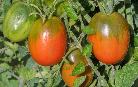 西红柿在灌木丛的枝条上成熟。