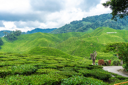 茶谷摄影照片_金马仑谷的茶园。