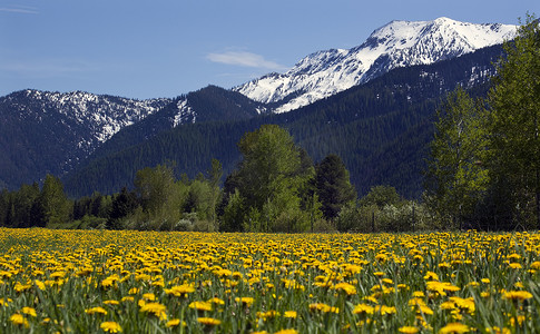 夏天雪山摄影照片_Yellow Flower Farm Snow Mountain Countryside 蒙大拿州