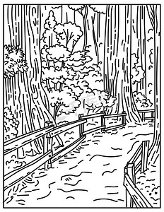 高耸的古老红木在穆尔森林国家纪念碑部分的金门国家游乐区加利福尼亚美国单线或单线黑白线艺术
