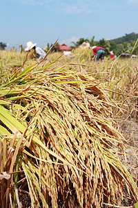 农家水稻