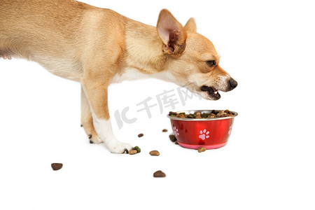 狗狗吃东西摄影照片_可爱的狗从碗里吃东西