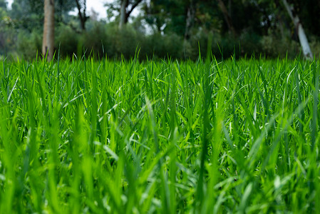 田里的绿色水稻植物，稻田里生长着年轻的绿色水稻植物。