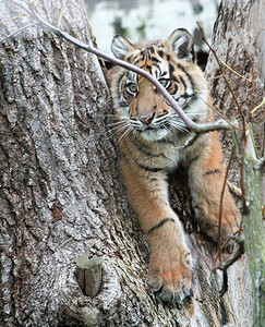 幼崽，苏门答腊虎，稀有且濒临灭绝
