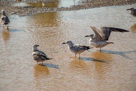 泥水地上的海鸥