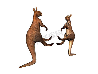 澳大利亚袋鼠跳跃并穿过草原