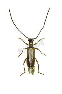 白色背景上的棕色长角牛甲虫 Obrium - Obrium brunneum (Fabricius 1792)