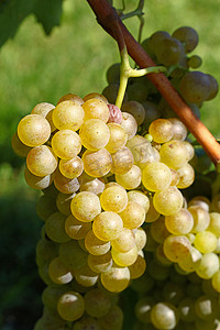 关闭垂悬在葡萄园的一串白葡萄