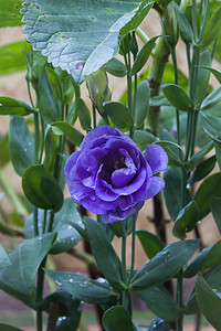绿底紫花