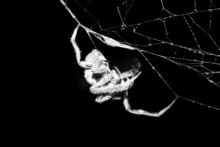 外骨骼摄影照片_猎人澳大利亚蜘蛛