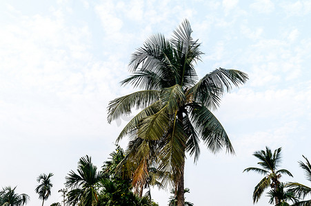 椰子树背景照片在秋季季节性主题背光但色彩鲜艳的日出天空。