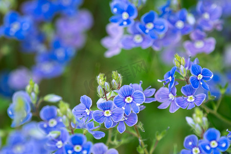 春天梅摄影照片_Veronica chamaedrys - 春天的蓝色花朵