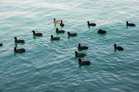 水背景下水面上的鸟群
