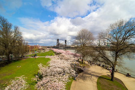 波特兰海滨的樱花树