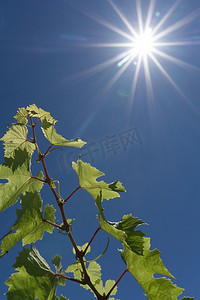 阳光下的葡萄藤系列在蓝天和阳光下生长