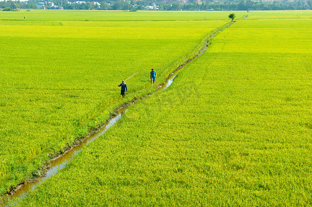 越南乡村景观，稻田