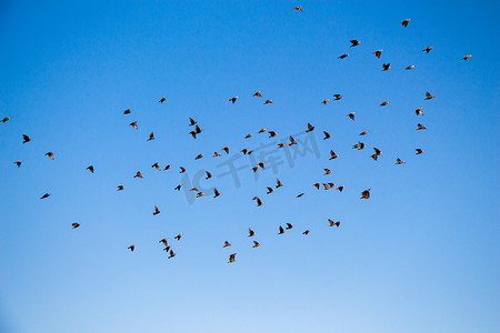 成群的鸟儿在天空飞翔