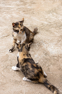 两只可爱的小猫在地板上玩耍，小猫在户外。