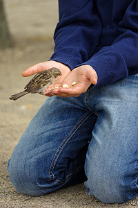 麻雀鸟伸出手吃面包