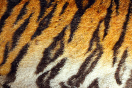 黄色老虎摄影照片_详细的老虎五颜六色的毛皮