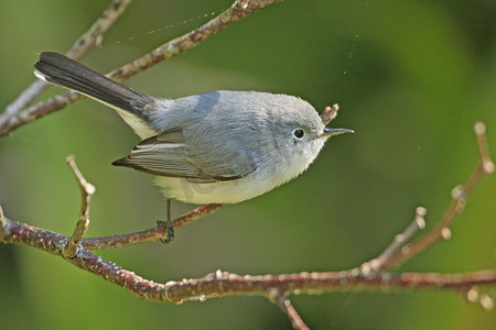 蓝灰蓝灰摄影照片_蓝灰色蚊蚋 (Polioptila cerulea)