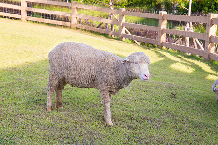 打卡美陈摄影照片_吃草在绿色牧场的美利奴羔羊