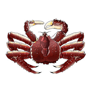 帝王蟹，孤立的插图