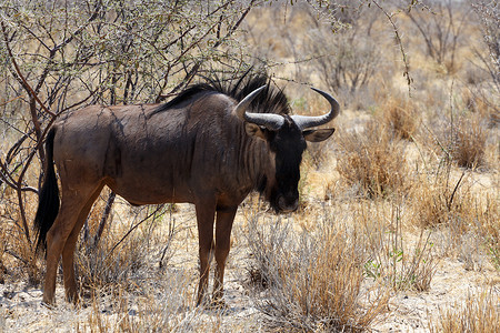 野生角马 Gnu