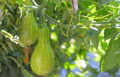 种植水果摄影照片_绿色未成熟的南瓜