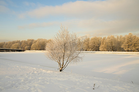 树的冬天视图