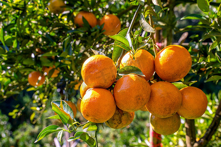 橘子花园，花园里的橘子树。