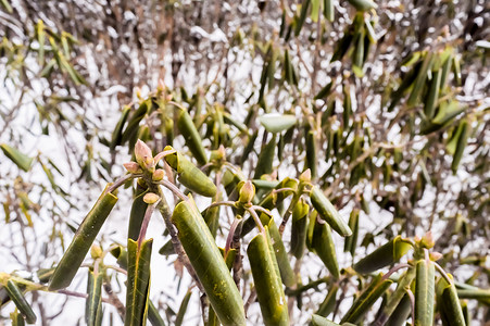 冬天，绿色植物的叶子在雪中生长。