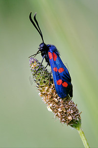 中野摄影照片_花中野蝇 Zygaenidae 的侧面