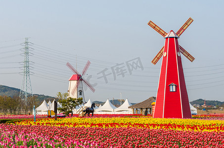 韩国公园里五颜六色的郁金香和木制风车