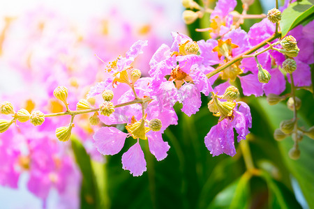 植物学图片摄影照片_五颜六色的花朵的背景图片