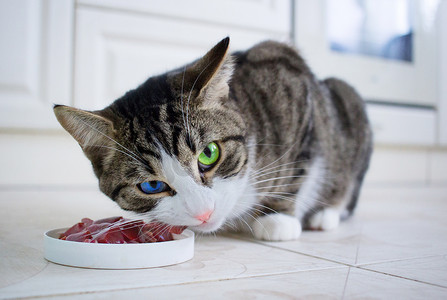 多色眼睛的宠物猫从喂食碗里吃肉