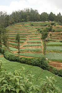 茶树背景摄影照片_努沃勒埃利耶斯里兰卡茶园，茶树呈梯田状