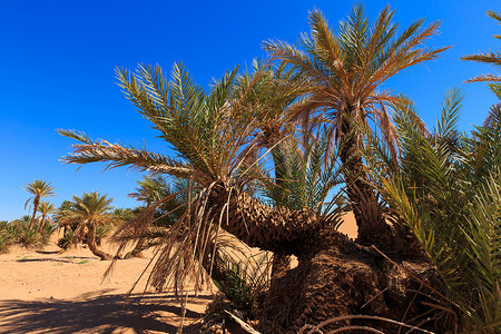 撒哈拉沙漠中的枣椰树