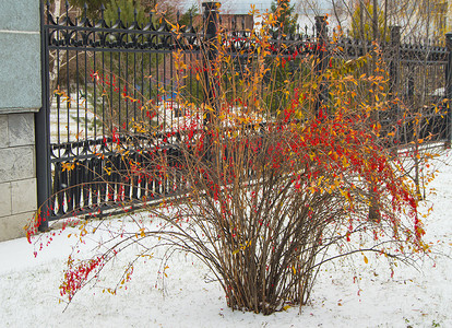 在寒冷的雪天，伏牛花 Berberis vulgaris、Berberis thunbergii、拉丁 Berberis Coronita 的红色浆果和布什上的黄叶。